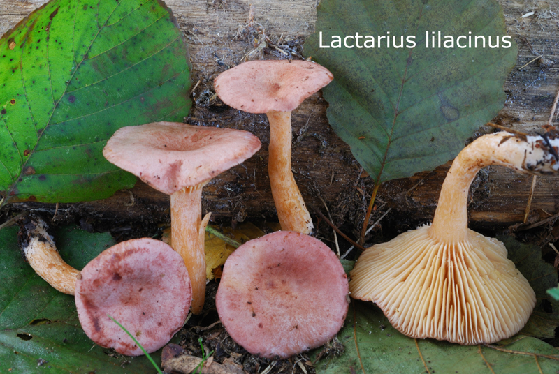 Lactarius lilacinus-amf1112.jpg - Lactarius lilacinus ; Syn: Lactarius mitificus ; Nom français: Lactaire lilacin, Lactaire lilas